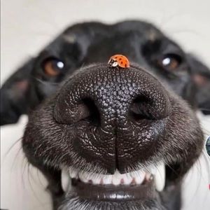 Meet your Posher, Abby